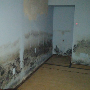 Mold Remediation | Mold Removal | Service Restoration Bloomington MN